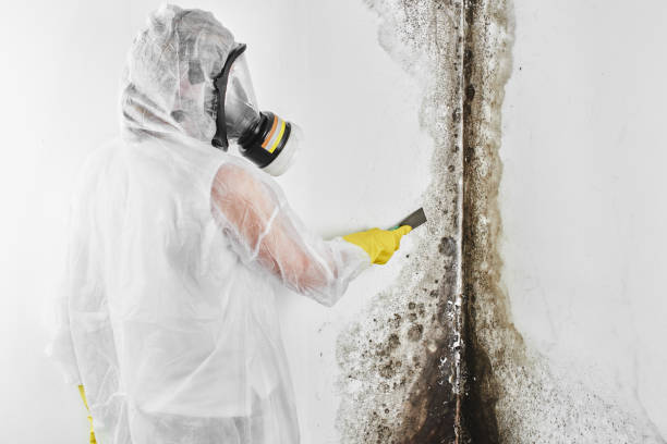 Best Kitchen Mold Remediation in South Boston, VA