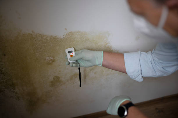 Best Mold Testing and Inspection Services in South Boston, VA