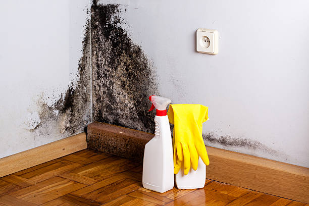 Best Black Mold Remediation in South Boston, VA