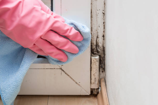 Best Insurance-Related Mold Remediation in South Boston, VA
