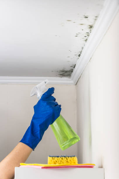 Best DIY Mold Remediation Support Services in South Boston, VA