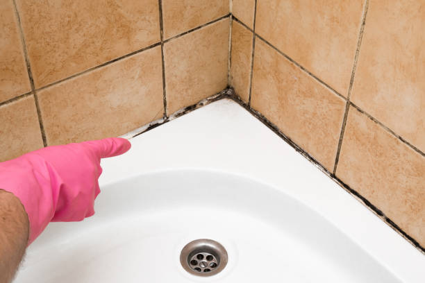 Best Bathroom Mold Remediation in South Boston, VA