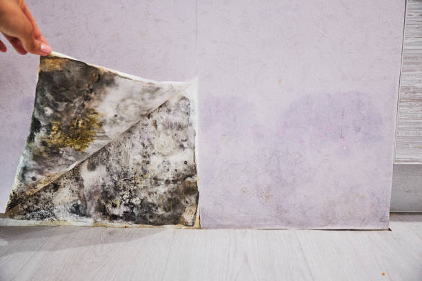 Best White Mold Remediation in South Boston, VA